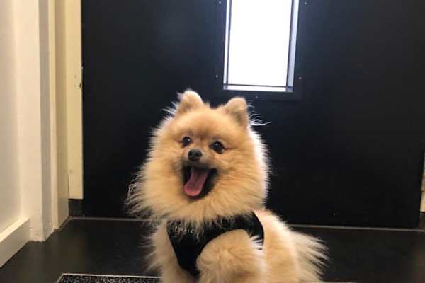 House sit in Dubai, United Arab Emirates