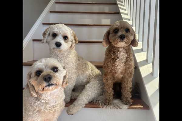House sit in Plymouth, MA, US