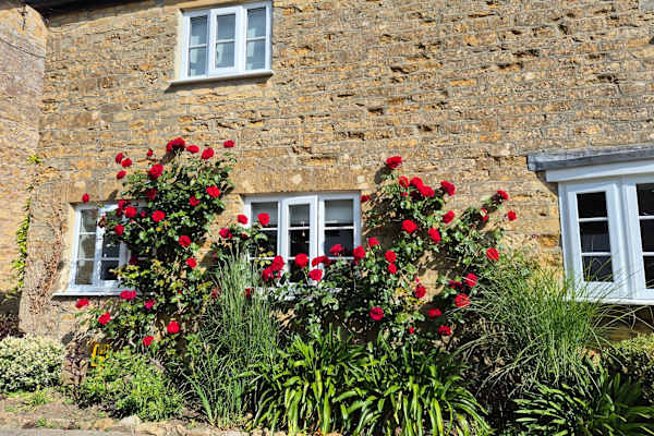 House sit in Hinton St George, United Kingdom