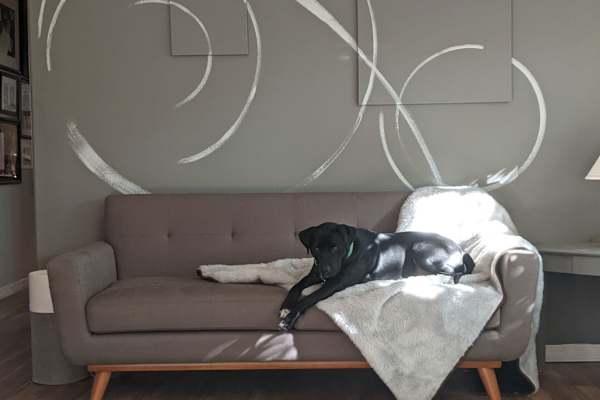 House sit in Sarasota, FL, US