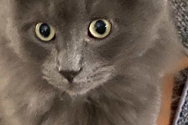 House sit in Adamstown, MD, US