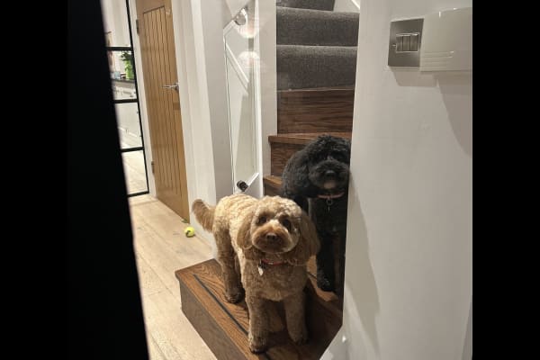 House sit in Knutsford, United Kingdom