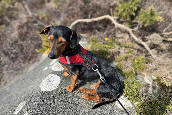 House sit in Bournemouth, United Kingdom