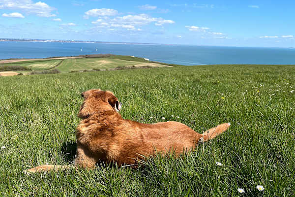 House sit in Poole, United Kingdom