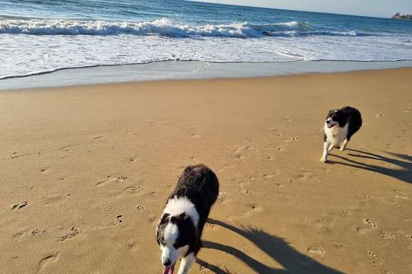 House sit in Caloundra, QLD, Australia