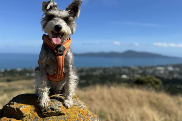 House sit in Waikanae, New Zealand