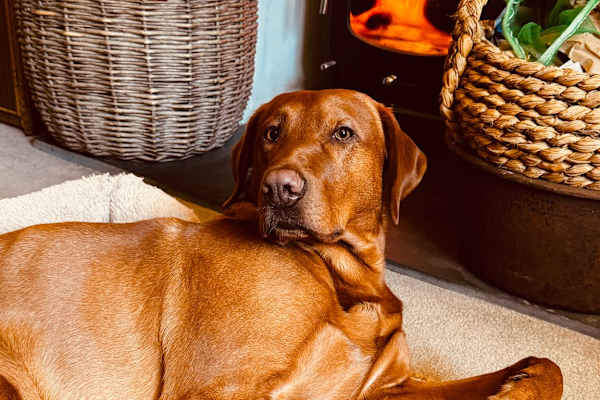House sit in Chipping Norton, United Kingdom