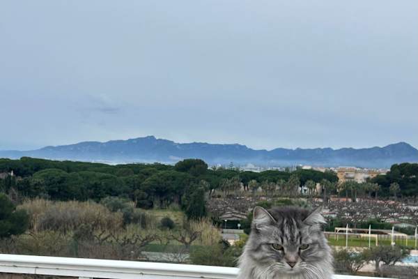 House sit in Barcelona, Spain