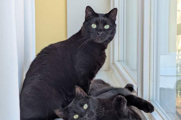 House sit in Leiden, Netherlands