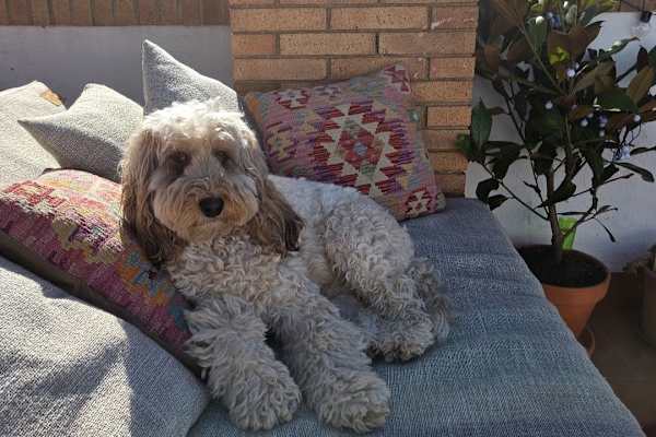 House sit in Cubelles, Spain