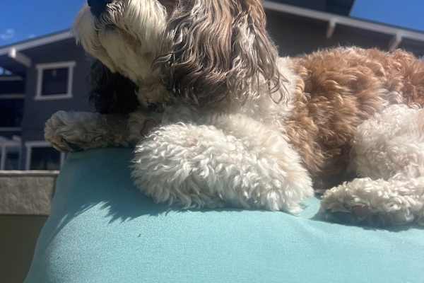 House sit in Hermosa Beach, CA, US
