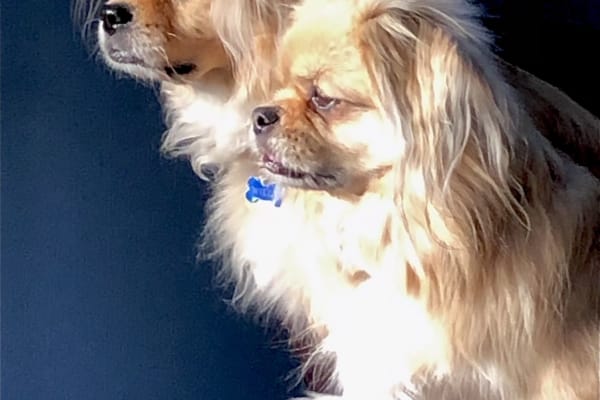 House sit in Courtenay, BC, Canada