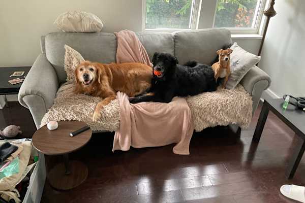 House sit in Toronto, ON, Canada