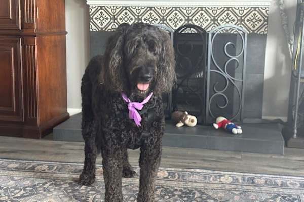 House sit in Laguna Woods, CA, US