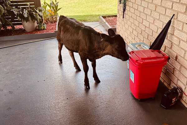 House sit in Maryborough, QLD, Australia