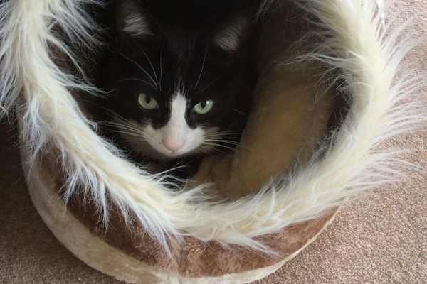 House sit in Milton Keynes, United Kingdom