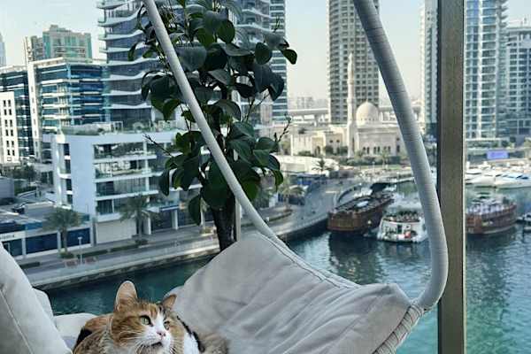 House sit in Dubai, United Arab Emirates