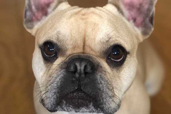 House sit in Shenfield, United Kingdom