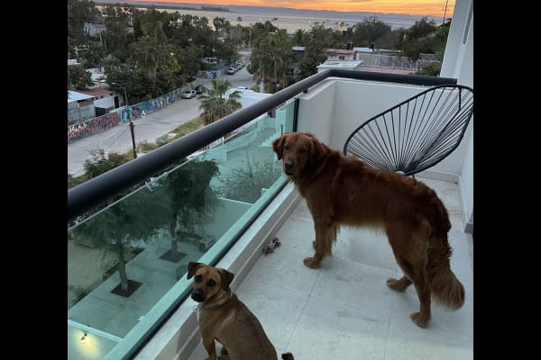 House sit in La Paz, Mexico