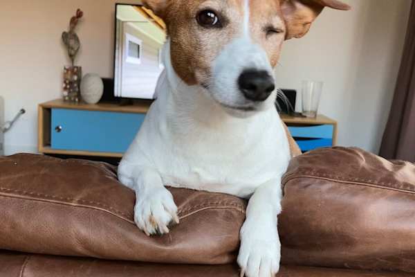 House sit in Brisbane, QLD, Australia