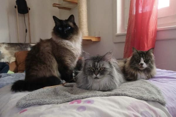 House sit in Tagelswangen, Switzerland