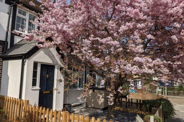 House sit in Twickenham, United Kingdom