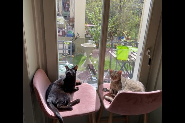 House sit in Bern, Switzerland