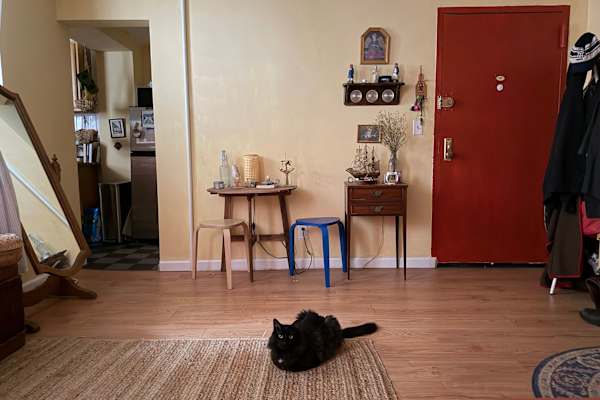 House sit in New York City, NY, US