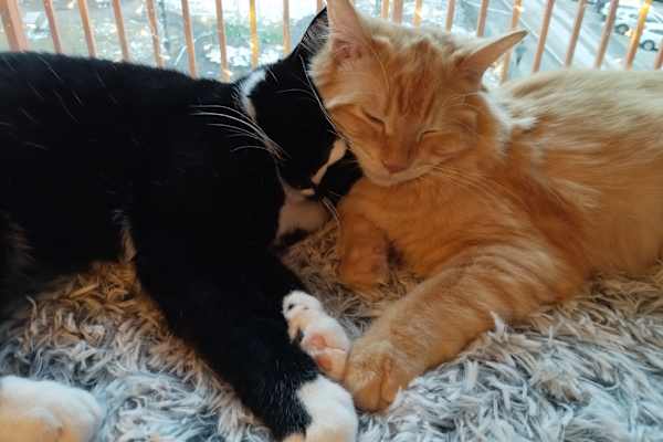 House sit in Linköping, Sweden