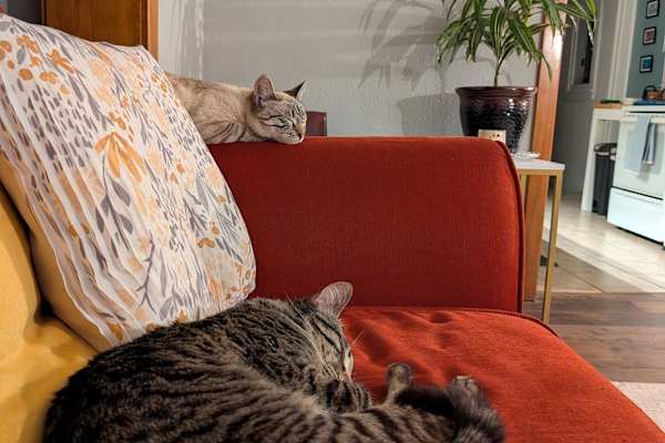 House sit in Salt Lake City, UT, US