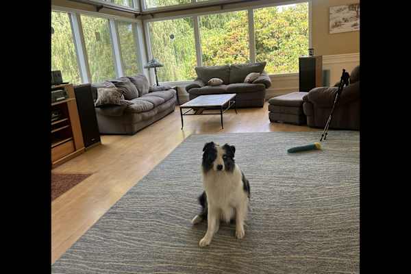 House sit in Edmonds, WA, US