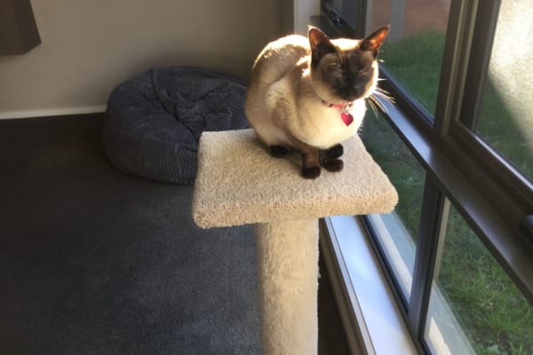 House sit in Ballarat, VIC, Australia