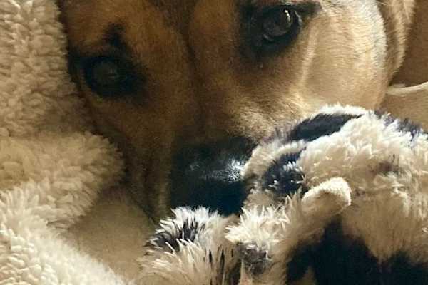 House sit in Berkeley, CA, US