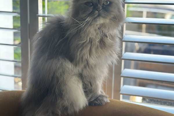 House sit in Hove, United Kingdom