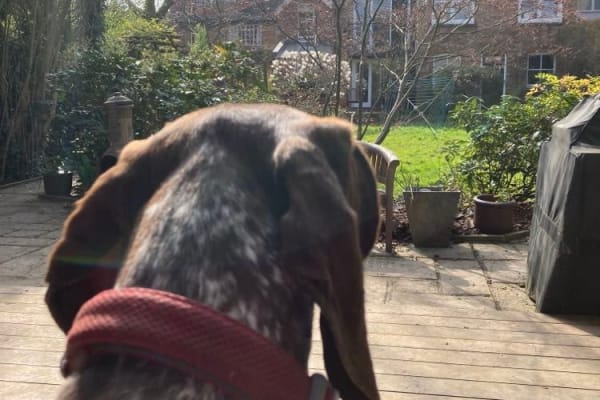 House sit in Highgate, United Kingdom