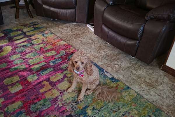 House sit in Albuquerque, NM, US