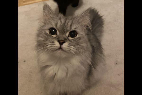 House sit in Berlin, Germany