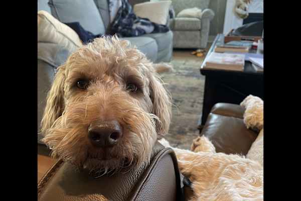 House sit in Danbury, CT, US