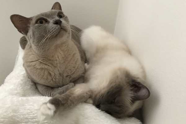 House sit in Sydney, NSW, Australia