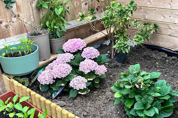 House sit in Nottingham, United Kingdom