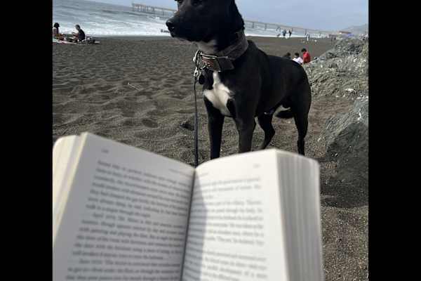 House sit in Pacifica, CA, US