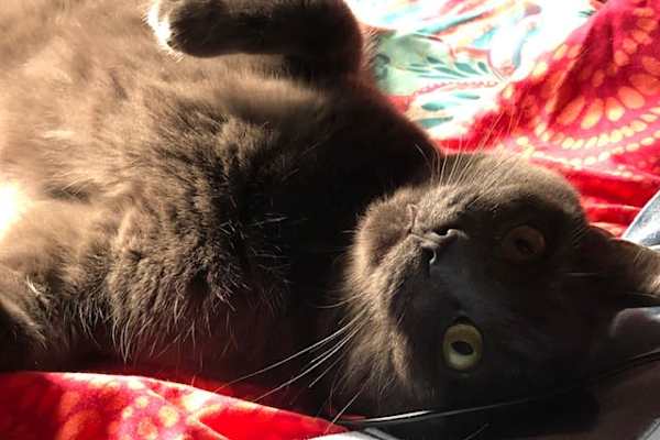 House sit in Canaan, NH, US