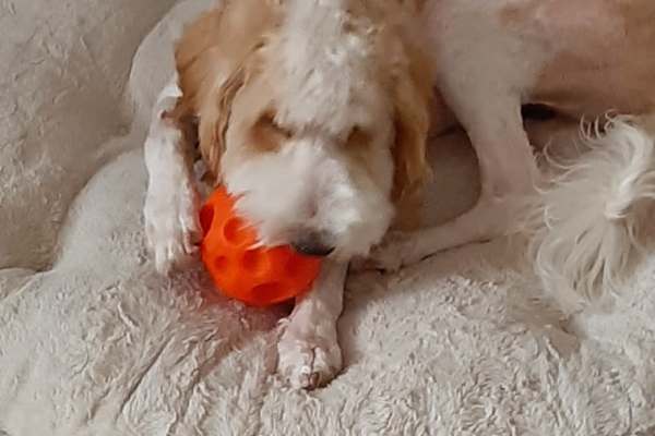 House sit in Highlands Ranch, CO, US