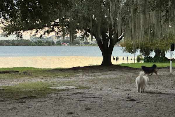 House sit in Winter Park, FL, US