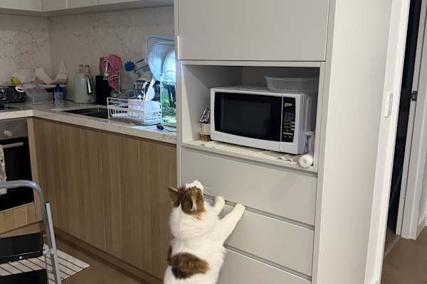 House sit in Sydney, NSW, Australia