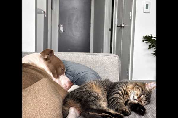 House sit in Kenmore, WA, US
