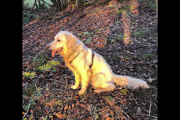 House sit in Shepton Mallet, United Kingdom