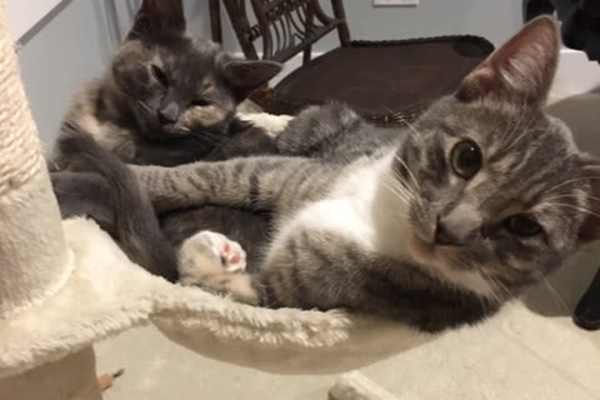 House sit in Langley, WA, US