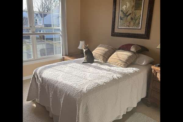 House sit in Newington, CT, US