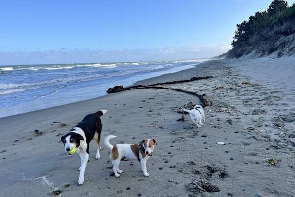 House sit in Christchurch, New Zealand